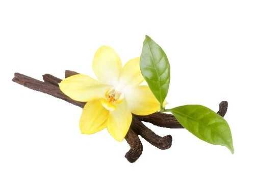 Vanilla Essential Fragrance Oils Oils