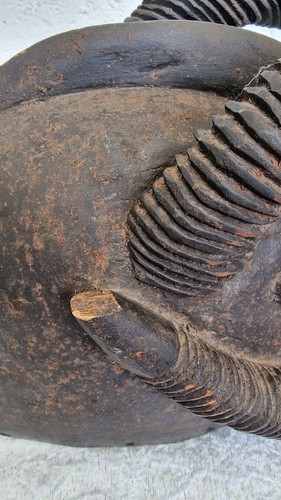 Art African Afrikanisch Tribal Ram Mask Burkina Faso Maske Büffel - Bild 8 von 16