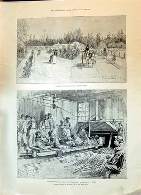 Antiker Druck 1896 Primel GMine Johannesburg Miners Barnato Park Afrika M