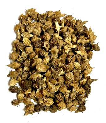 Reine Gokharu Samen, Gokshura, Tribulus Terrestris, Nerinjil, Caltrop Ziegenkopf