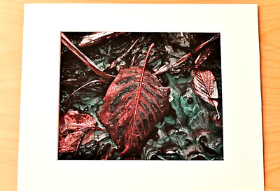 NATURAL ELEMENTS- PHOTOGRAPHS #7