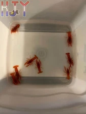 Dwarf Mexican Orange Crayfish Colony (4 Males and 7 Females)