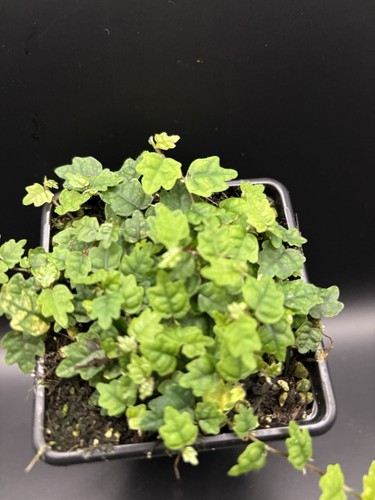 Oak leaf Ficus (Ficus Quercifolia) - Picture 2 of 5
