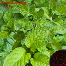 Peppermint Seeds | Perennial Herb | NON-GMO, Organic