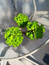 Water Lettuce Pond Plants 5 MD Curley No Florida,California,SC,TEXAS,OH,WI READ
