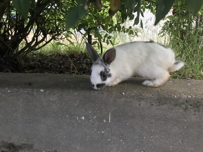 giant rabbit breeds for sale