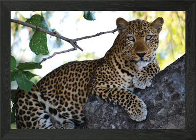 Leopard gerahmtes Wandbild Poster Leinwanddruck Bild