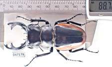 D67179. Insects, Beetles. Lucanidae: Odontolabis Cuvera. Vietnam Central. A-