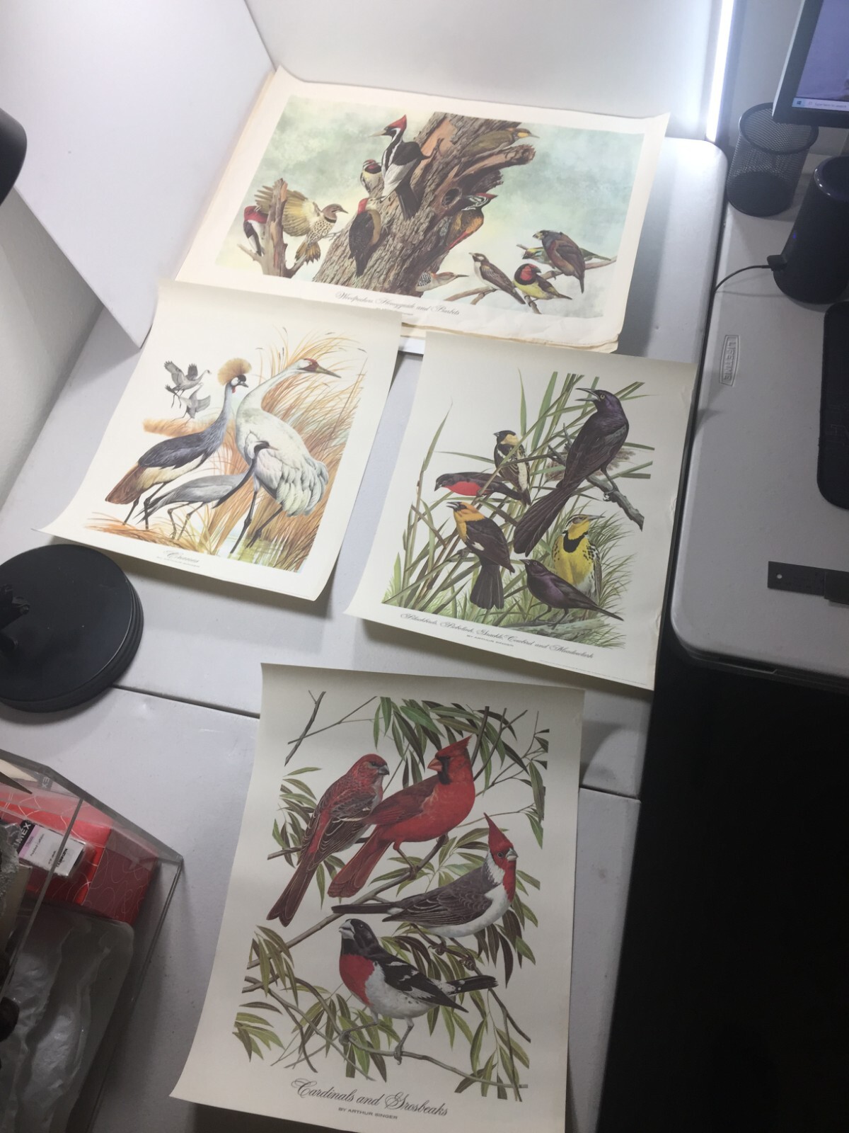 Picture 11 of 19