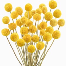 Uieke 30Pcs Natural Dried Flowers Craspedia Billy Balls Flowers Billy Buttons...