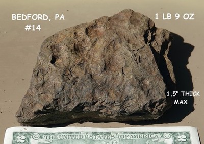 FOSSIL Rock / Shells / Corals / Crinoid / Brachiopods / Bedford, PA / Devonian 
