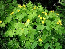 Greater Celandine - Chelidonium majus - 0.05g Seeds (60 Approx) Yellow Flowers