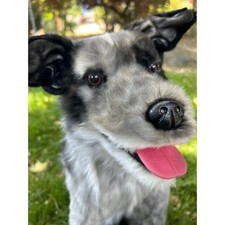 Cuddle Clone Realistic Black White Gray Standing Australian Cattle Dog JUDE