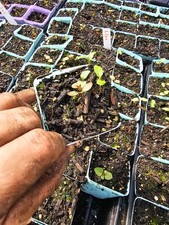 ONE small purple LILAC flowers TREE PLANT bush IN 3" pot