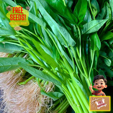 Fresh Water Spinach Seeds | Kangkong | Ong Choi | Heirloom Non-GMO | Asian Seeds