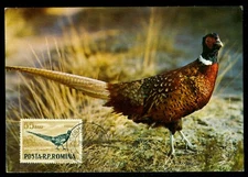 1973 Pheasant,faisan,Fasan,Fazant,fazan,Birds,Romania,maxi card