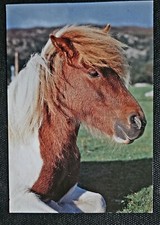 Pferdepostkarte, AK Pferde, Pferdepostkarten Symposion Shetland Pony