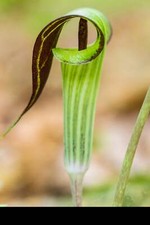 [B品] ① Arisaema lihengianum Baise B品] ① Arisaema lihengianum Baise 【公式通販】