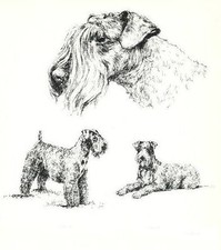 Kerry Blue Terrier - CUSTOM MATTED - 1963 Vintage Dog Print *
