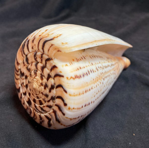 CONIDAE - INDO-PACIFIC Dendroconus suratensis LARGE 129mm Bohol Philippines 2014