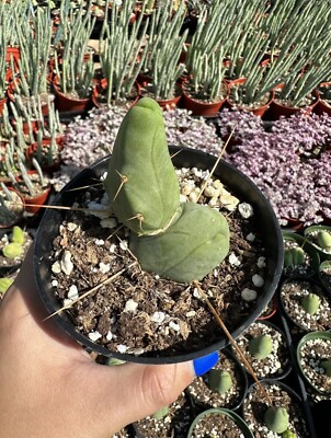 Live Plants Cactus Eulychnia Male Penis In 4 Pot | eBay