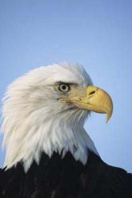 On Wings Like Eagles: Rising Above the Rough Times by Mrs Candie Lyn Bynum (Engl
