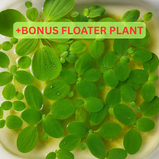 25 Dwarf Water Lettuce - Live Floating Aquarium and Pond Plant - 100 Leaves