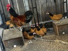 Vorwerk Bantam 6 Hatching Eggs  — photo 7
