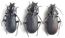 Carabidae Pterostichus (Platysma) niger Russia