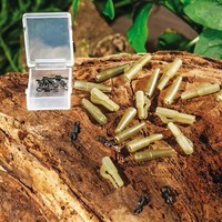 10 Mini Lead Clips Karpfen Angel Set Karpfenmontagen Karpfenrigs Carp Tackle Rig