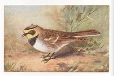 Birds - Shore-Lark - old artistic postcard by Roland Green