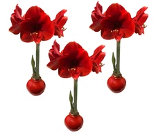 3 Red Waxed Red Lion Amaryllis Bulbs Holiday Pack! Size 26/28 FREE SHIPPING
