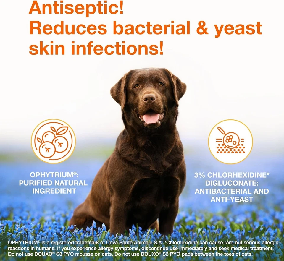 Paquete de 2 mousse limpiadora antimicótica medicada Douxo S3 PYO para perros 5 OZ Foto 2 de 4