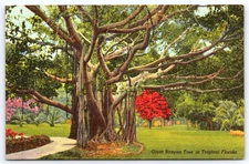 VINTAGE POSTCARD GIANT BANYAN TREE FLOWERS FLORIDA USA
