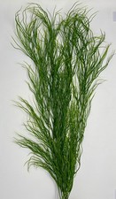 28 in. EXTRA THICK 4-stem Curly SEA GRASS WILLOW Soft flowing Plastic Wireless P