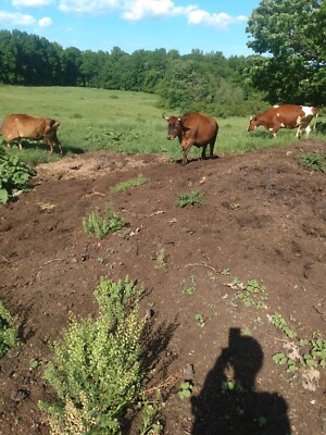 10 pounds Potting Soil Additive/ Aged Cow Manure