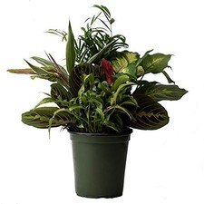 Dish Garden Assorted Foliage Live Plant, 6" Pot, 16-18" Tall, Season Selection