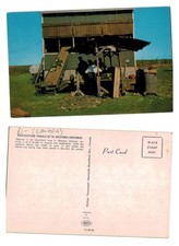 Postcard - Harvesting Tobacco in Western Ontario Canada UNPOSTED