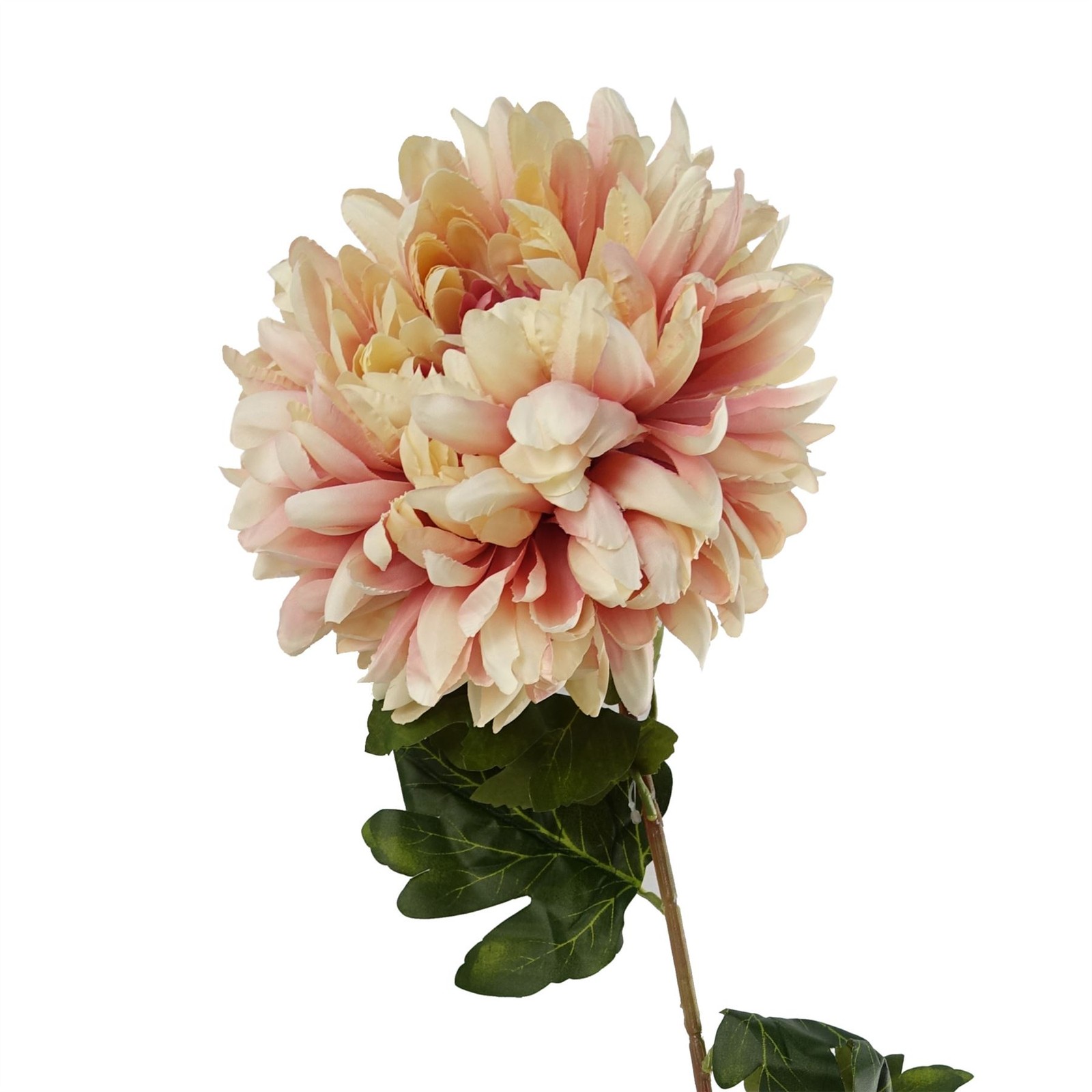 B&Q -  75Cm Extra Large Reflex ChrysanthemumPink - Image 3