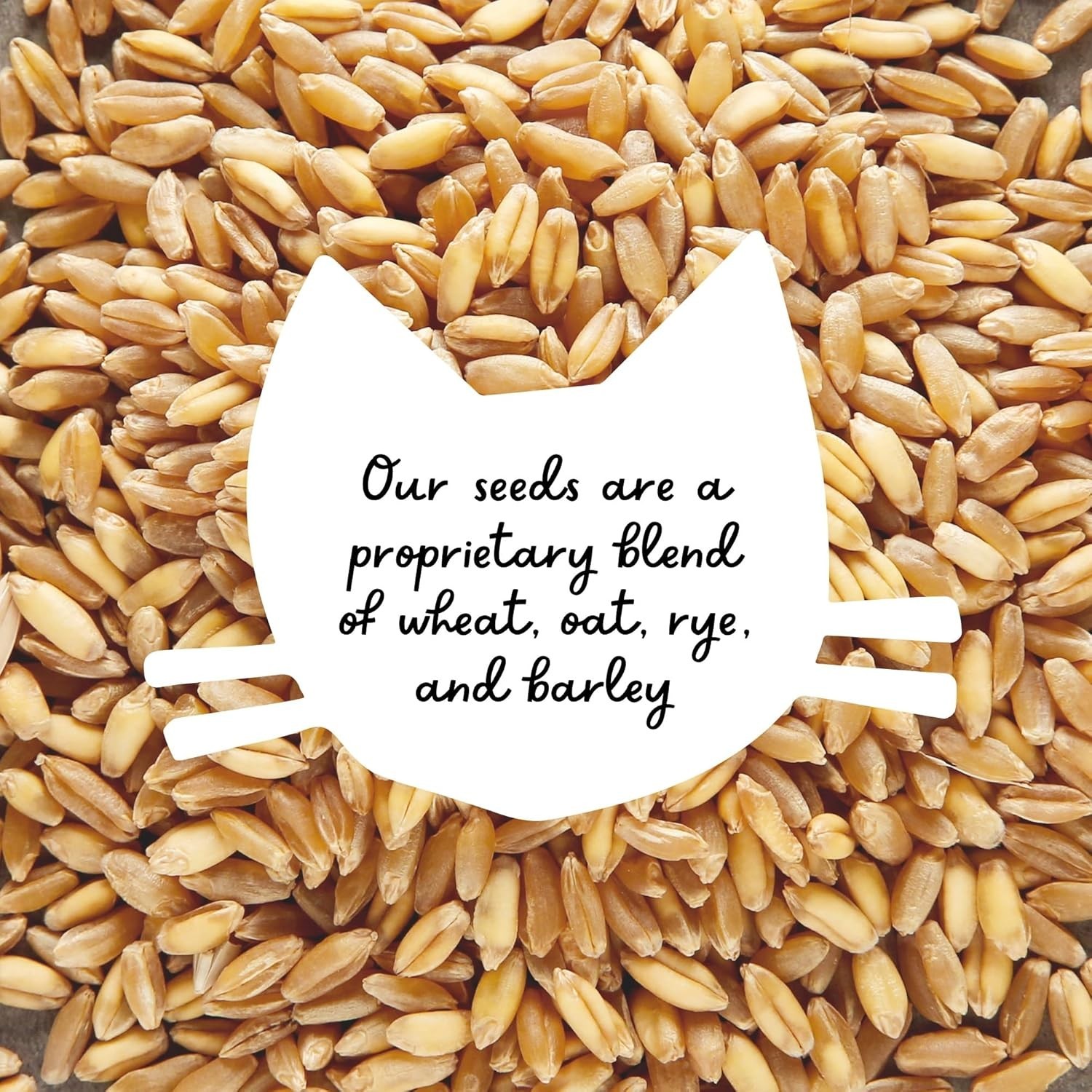 100% Organic Cat Grass Seeds - Cat Grass for Indoor Cats - (Non GMO) 16 oz