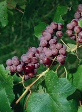 1 CATAWBA Live Wine Grape Vine Plant - 1-2 yr Old - Pruned for Planting