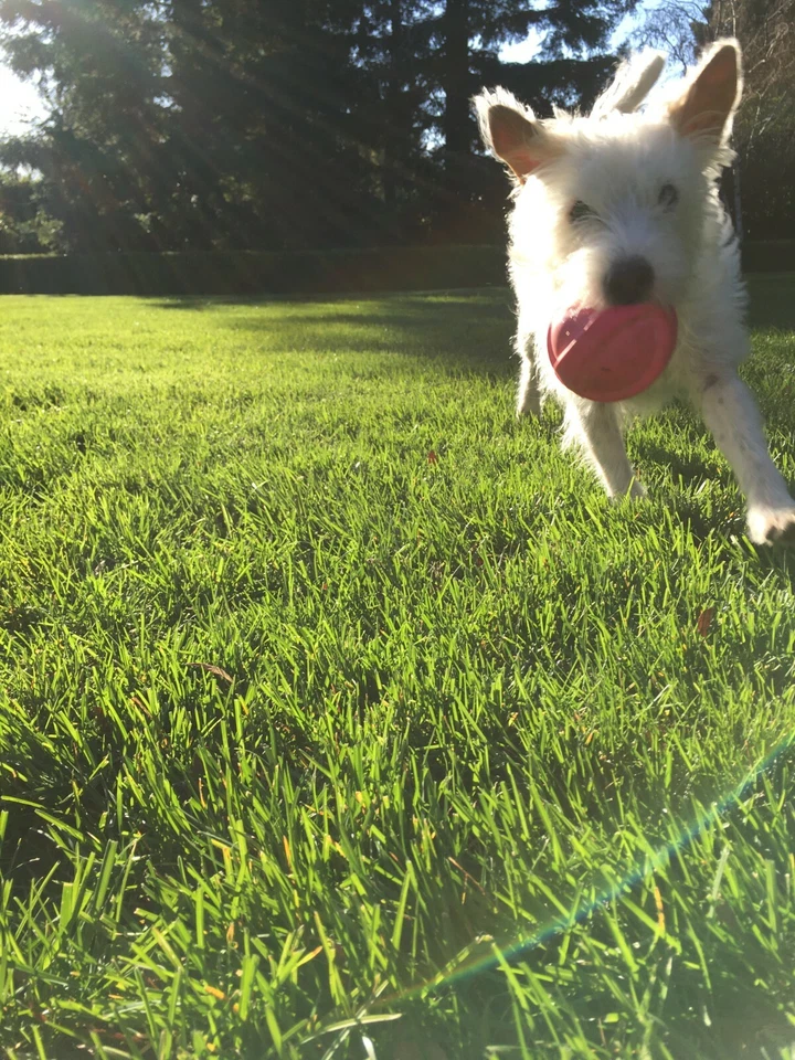 NEW NIB iFrogz Vue Clear Apple iPhone Phone Case 6 PLUS 6s PLUS 7 PLUS COVER - Image 3 of 3