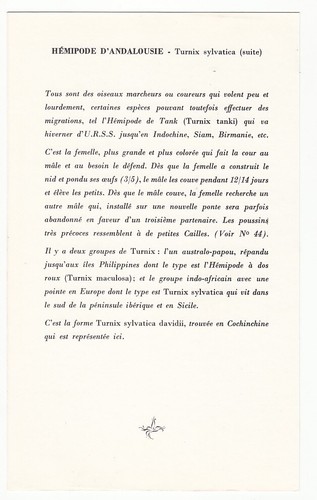 TURNIX D'ANDALOUSIE TURNIX MUGISSANT TURNIX SYLVATICUS ILLUSTRATION 1960's - Picture 2 of 2