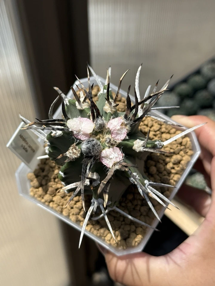 12 Semillas - Astrophytum capricorne Cv. Taiho Gyoku “Búfalo” Foto 2 de 4