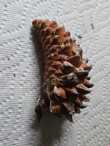 2 Knob cone Knobcones Pine Cones 4.25" To 4.5" Long Golden - Picture 2 of 8