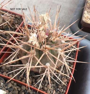 s3.Gymnocalycium eurypleurum, seedlin, 1,5-2 cm seedlin