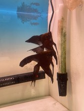 Proven breeding pair Rusty  Angelfish (long Fin) !!!