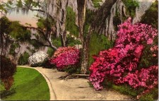 Magnolia Gardens Charleston SC South Carolina Postcard Hand Colored UNP Unused