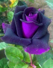 Bonsai Germany Rare Purple Roses 30Pcs Dragon Rose Heirloom Seeds Flowering P...