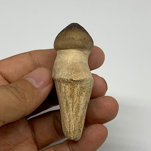 39g, 2.5"X1.2"x0.9" Fossil Globidens phosphaticus (Mosasaur ) Tooth, Cretaceous, - Picture 4 of 12
